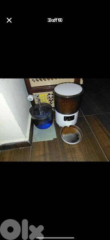 scottish fold for sale 76/354922 2