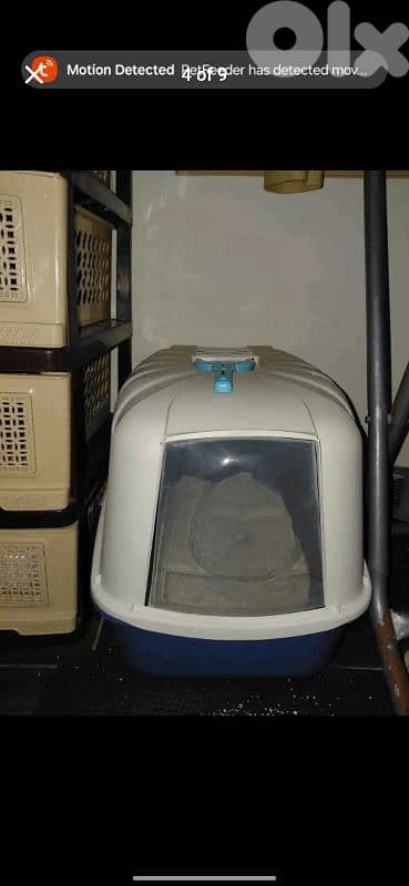 scottish fold for sale 76/354922 3