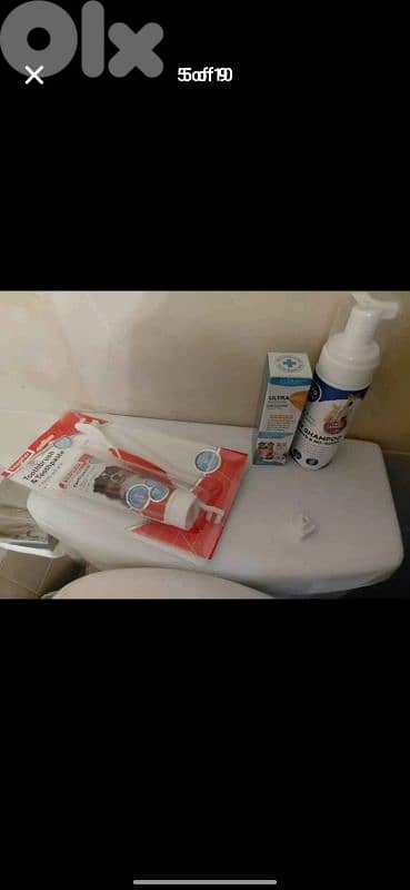 scottish fold for sale 76/354922 4