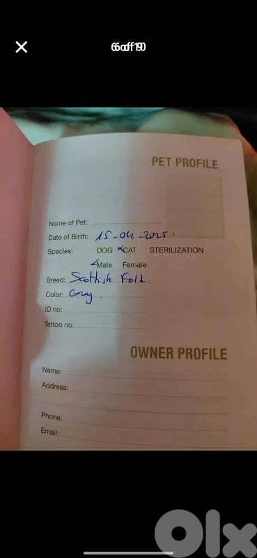 scottish fold for sale 76/354922 5