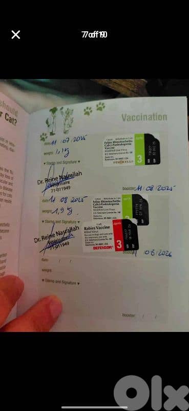 scottish fold for sale 76/354922 6