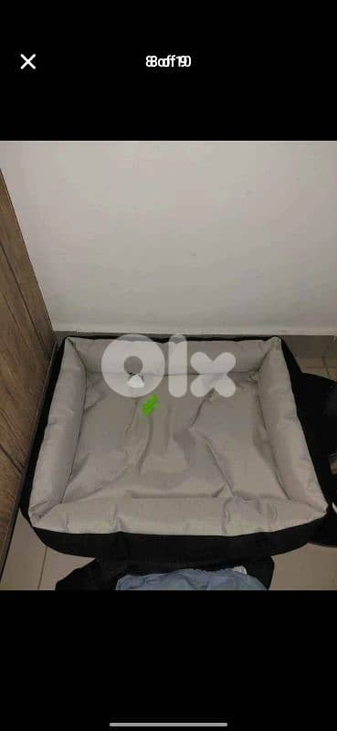 scottish fold for sale 76/354922 7