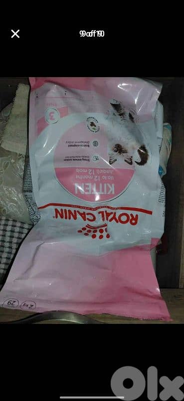 scottish fold for sale 76/354922 8