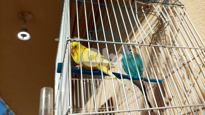 جوز كولستر 80 دولار جاهزين جوز عواشق جاهزين مع القفص 15 دولار 0