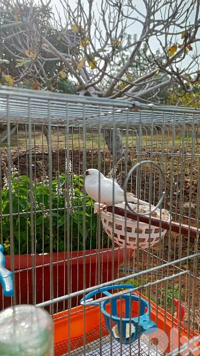 جوز كولستر 80 دولار جاهزين جوز عواشق جاهزين مع القفص 15 دولار