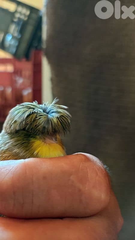 جوز كولستر 80 دولار جاهزين جوز عواشق جاهزين مع القفص 15 دولار 2