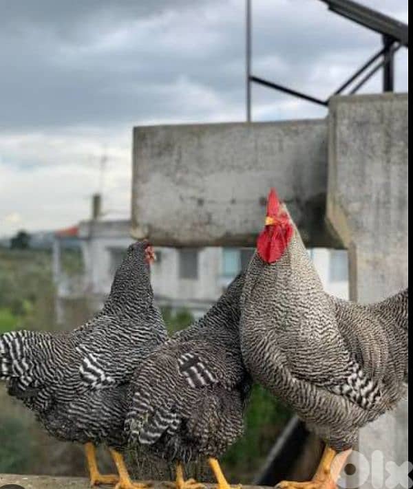 أحلى الأسعار 0