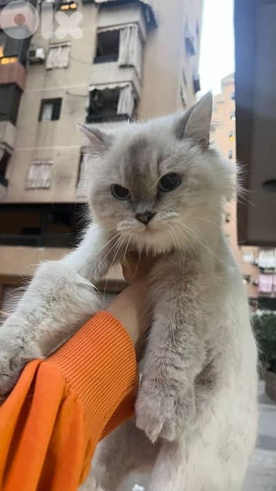 الجنوب انصار