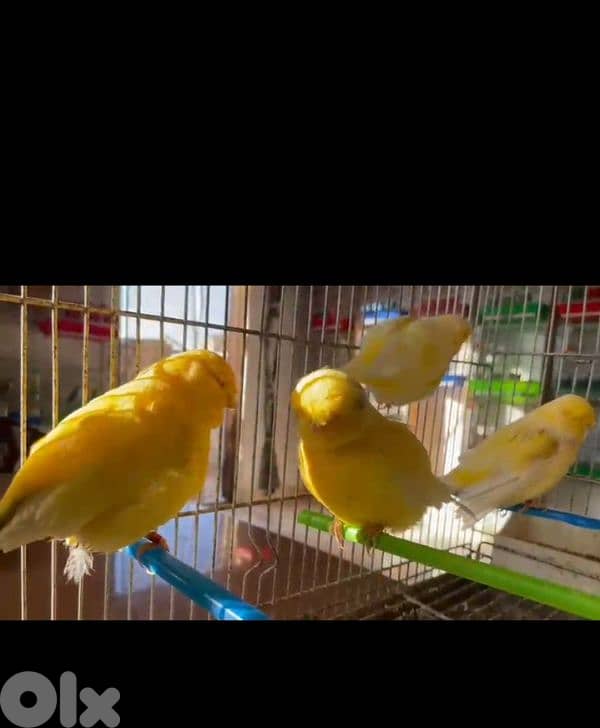 كنرات نوريتش غولستر و أغات و موزيك ومناديق وبلدي 0