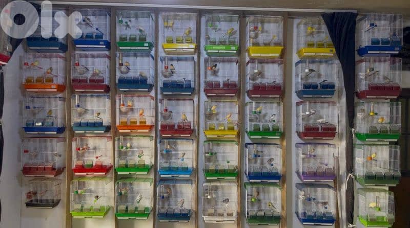 كنرات نوريتش غولستر و أغات و موزيك ومناديق وبلدي 1