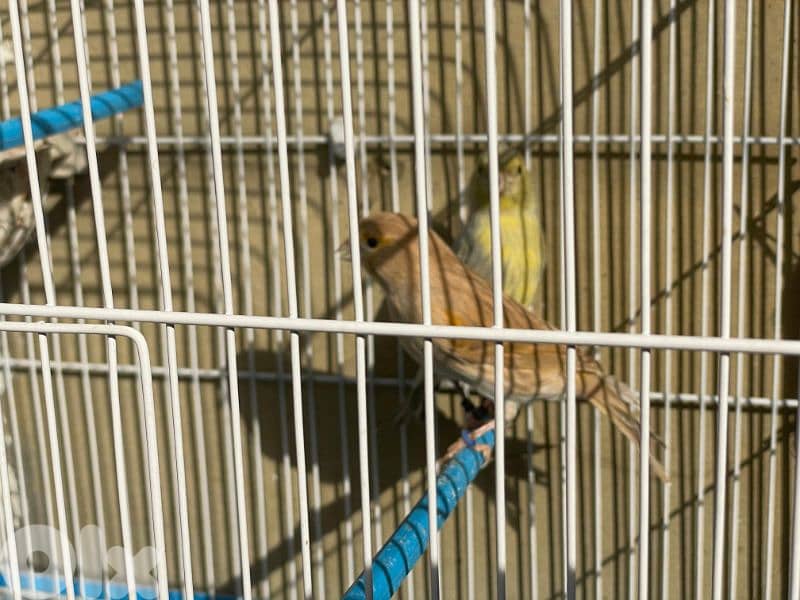 كنرات نوريتش غولستر و أغات و موزيك ومناديق وبلدي 2