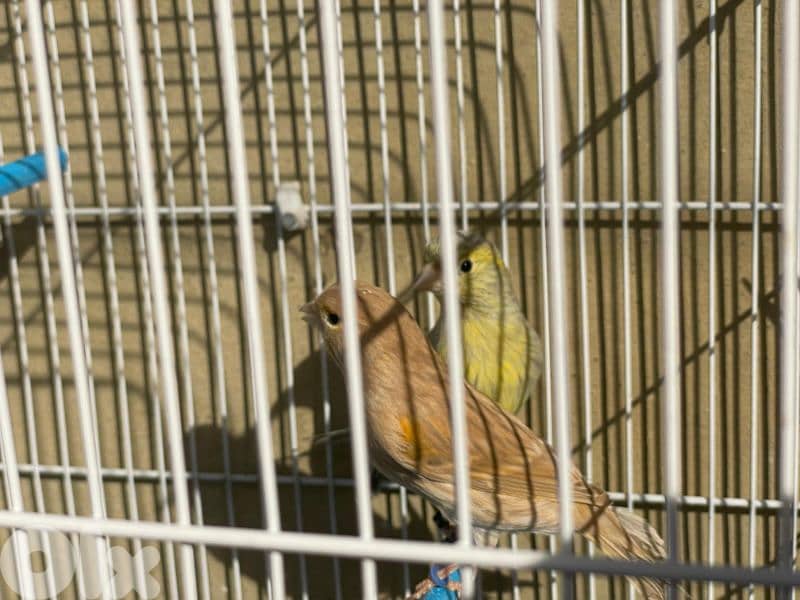 كنرات نوريتش غولستر و أغات و موزيك ومناديق وبلدي 3