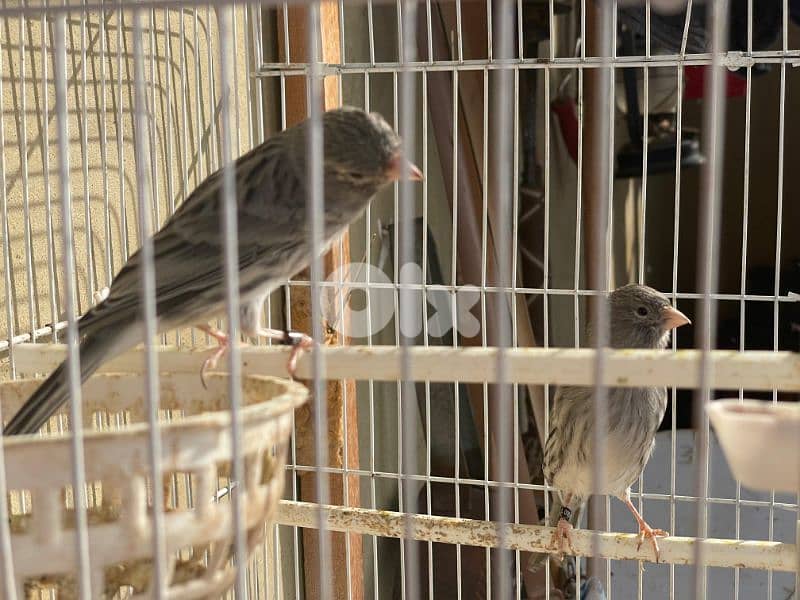 كنرات نوريتش غولستر و أغات و موزيك ومناديق وبلدي 4