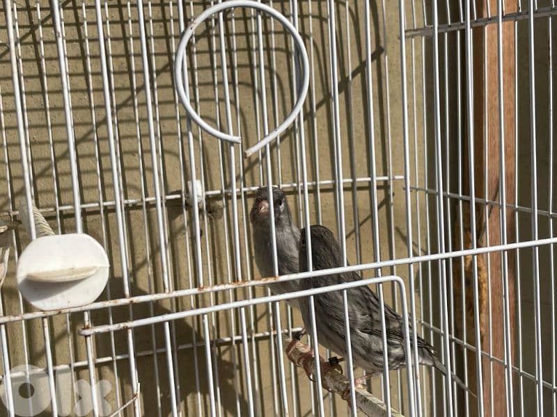 كنرات نوريتش غولستر و أغات و موزيك ومناديق وبلدي 5