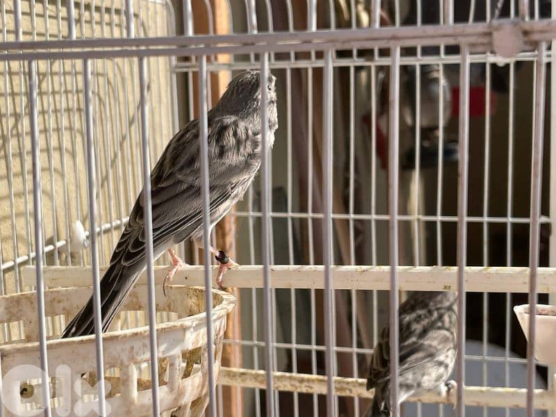 كنرات نوريتش غولستر و أغات و موزيك ومناديق وبلدي 6