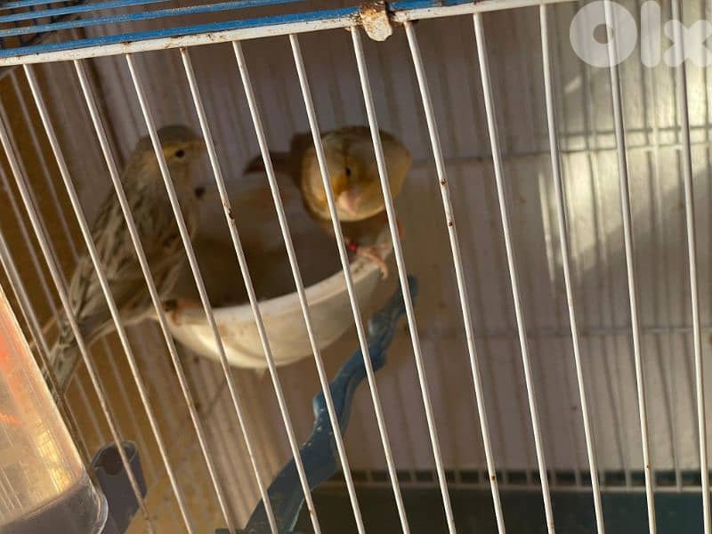 كنرات نوريتش غولستر و أغات و موزيك ومناديق وبلدي 7