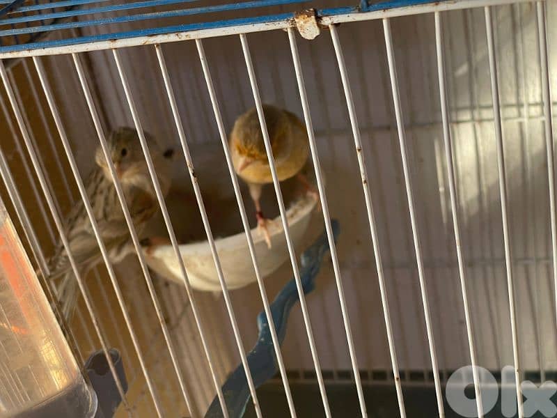 كنرات نوريتش غولستر و أغات و موزيك ومناديق وبلدي 9