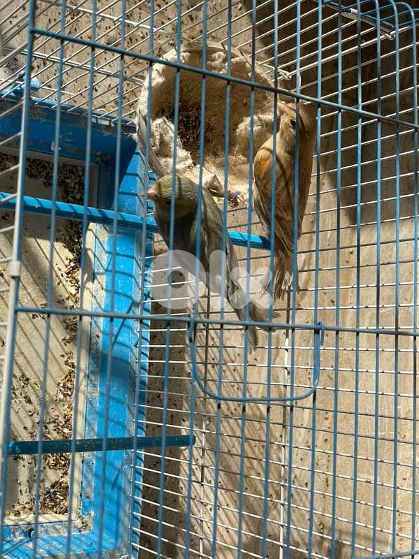 كنرات نوريتش غولستر و أغات و موزيك ومناديق وبلدي 10