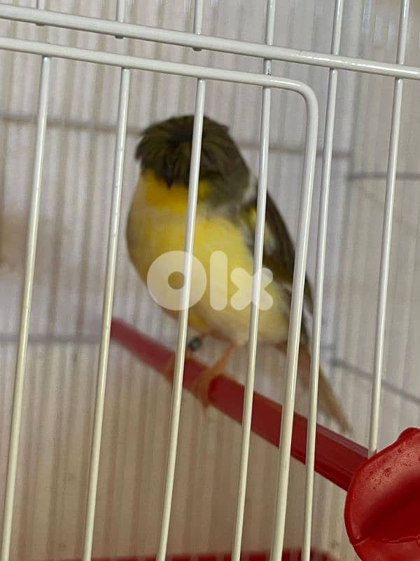 كنرات نوريتش غولستر و أغات و موزيك ومناديق وبلدي 16