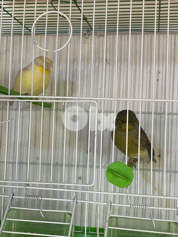 كنرات نوريتش غولستر و أغات و موزيك ومناديق وبلدي 17