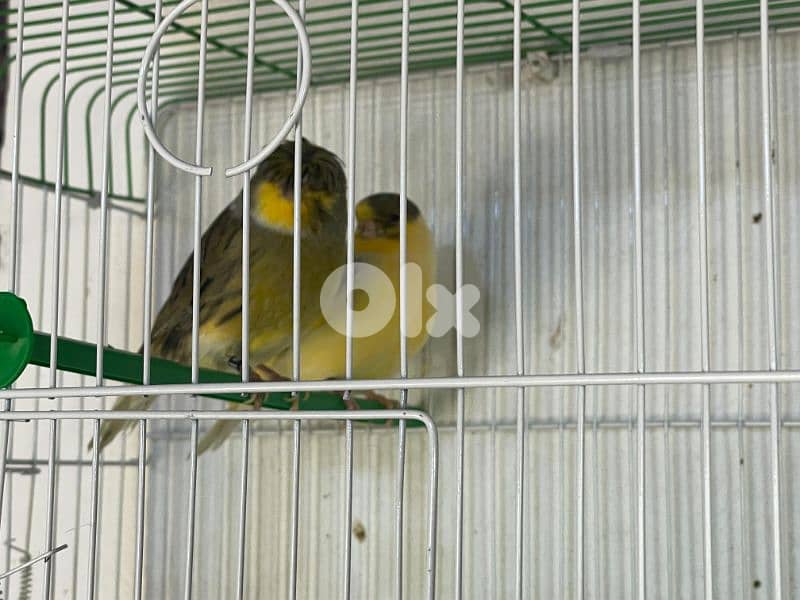 كنرات نوريتش غولستر و أغات و موزيك ومناديق وبلدي 18