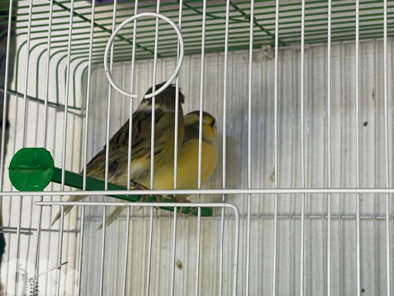 كنرات نوريتش غولستر و أغات و موزيك ومناديق وبلدي 19