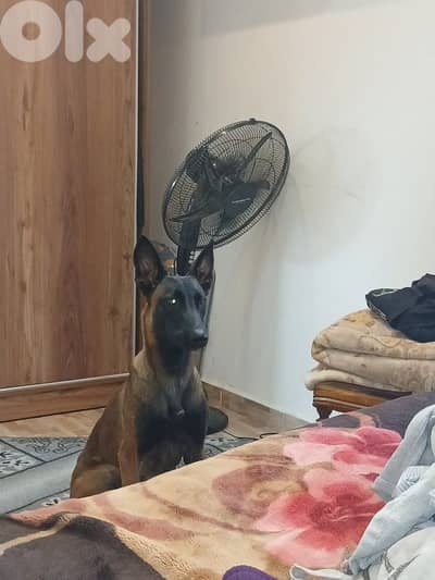 Belgian Malinois