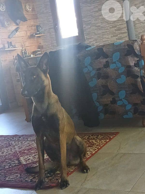 Belgian Malinois 2