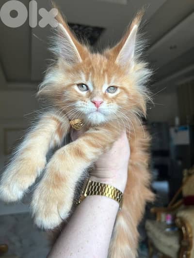 Imported Maine Coon available Mainecoon