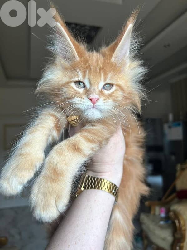 Imported Maine Coon available Mainecoon 0