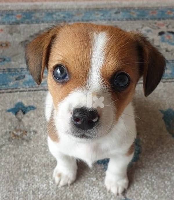 Cutest Jack Russell puppy available/Delivery/ Dog/كلب جرو 0