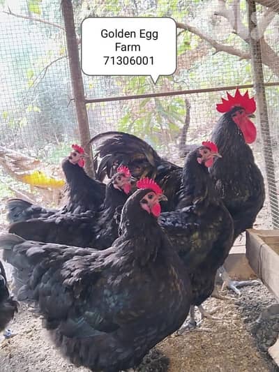 صيصان اوسترالوب للبيع