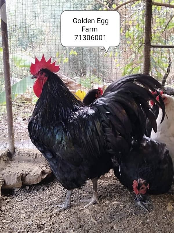 صيصان اوسترالوب للبيع 1