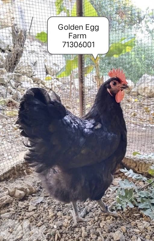 صيصان اوسترالوب للبيع 2