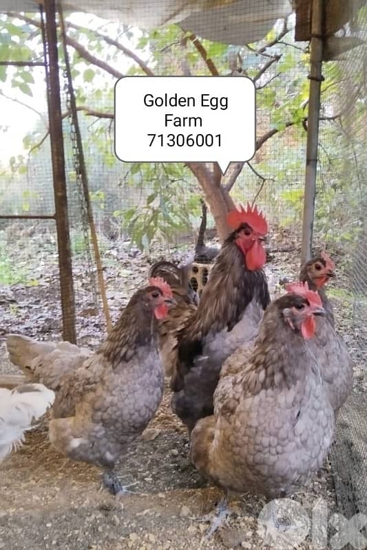 صيصان اوسترالوب للبيع 3