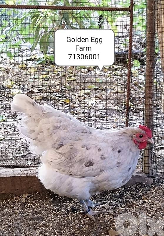 صيصان اوسترالوب للبيع 4