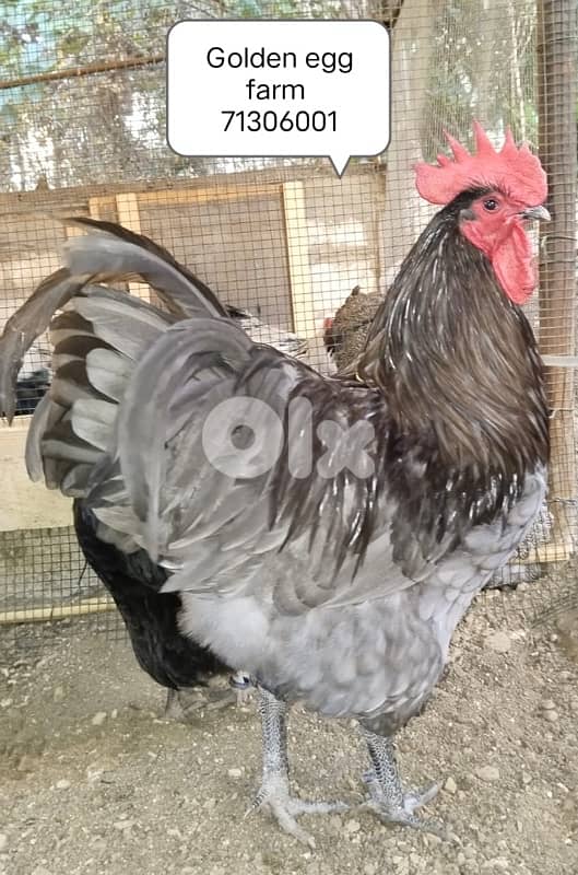 صيصان اوسترالوب للبيع 5