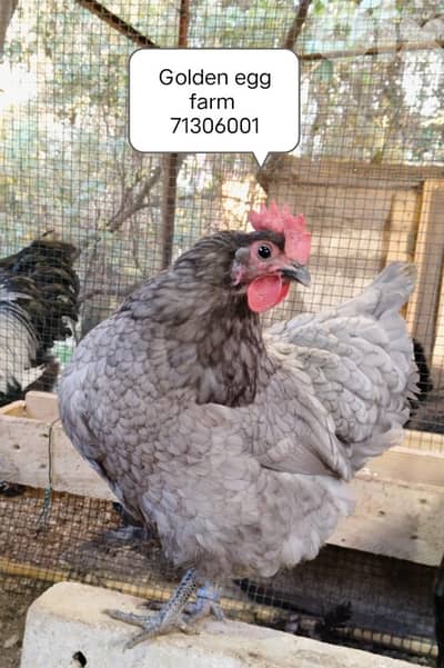 بيض وصيصان  اجنبي وزينة