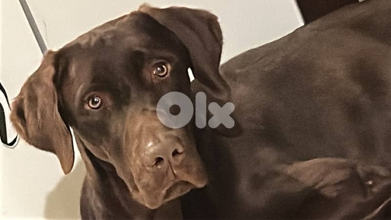 Proven hunter’s instinct & Premium Quality!: gsp brac allemand 0