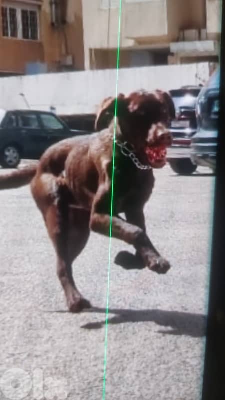 Proven hunter’s instinct & Premium Quality!: gsp brac allemand 1