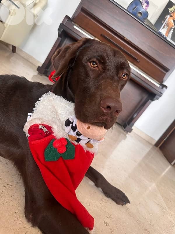 Proven hunter’s instinct & Premium Quality!: gsp brac allemand 2