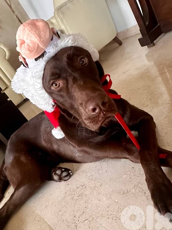 Proven hunter’s instinct & Premium Quality!: gsp brac allemand 3