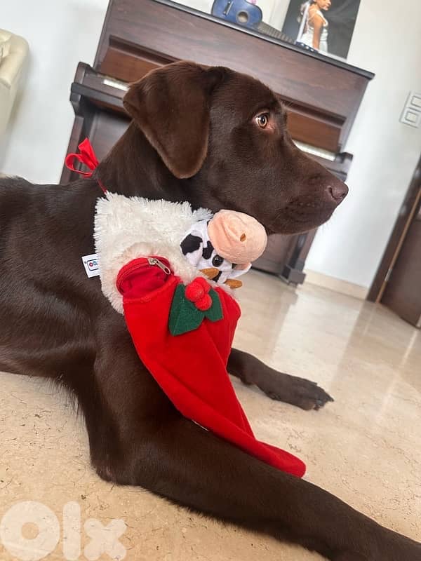 Proven hunter’s instinct & Premium Quality!: gsp brac allemand 4