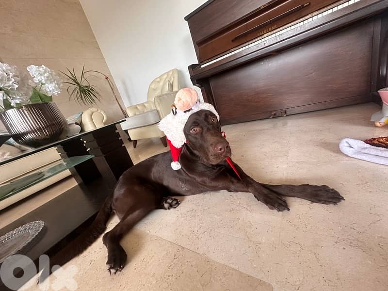 Proven hunter’s instinct & Premium Quality!: gsp brac allemand 5