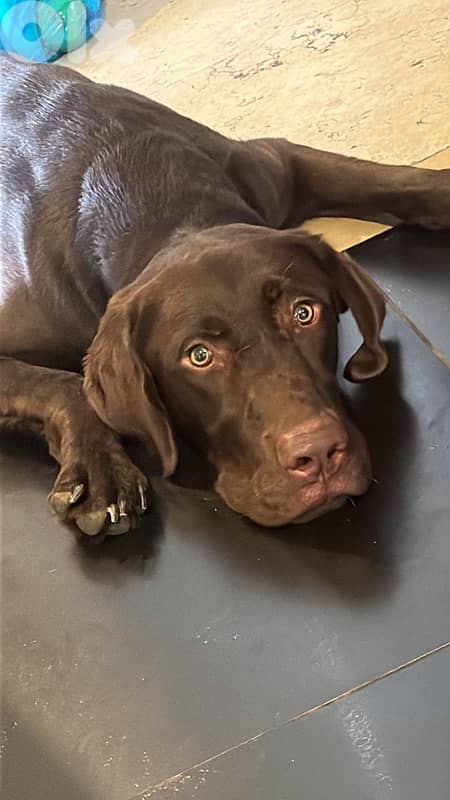 Proven hunter’s instinct & Premium Quality!: gsp brac allemand 6