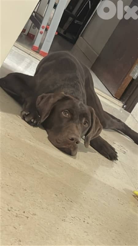 Proven hunter’s instinct & Premium Quality!: gsp brac allemand 7