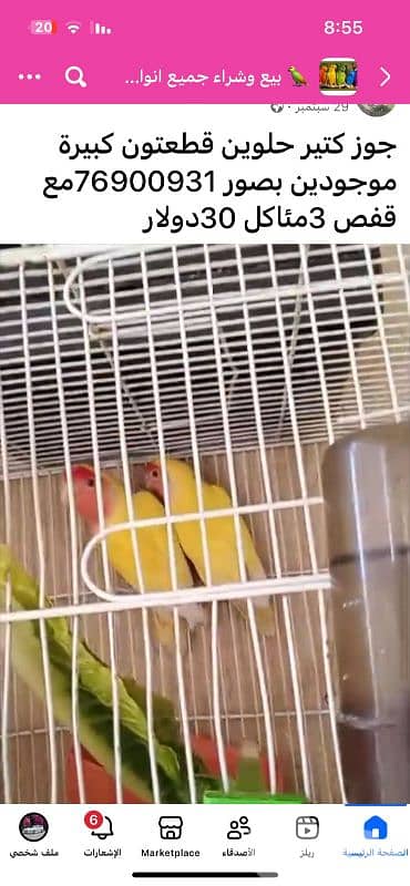 صور مفرق العباسية