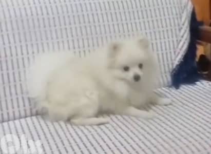tea cup pomeranian