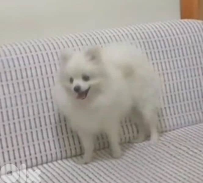 tea cup pomeranian 1