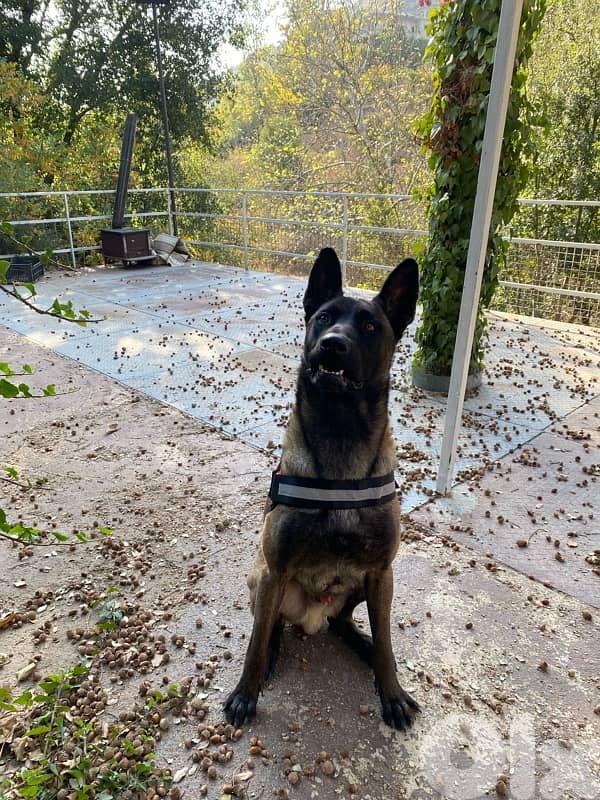 pure male for sale 0